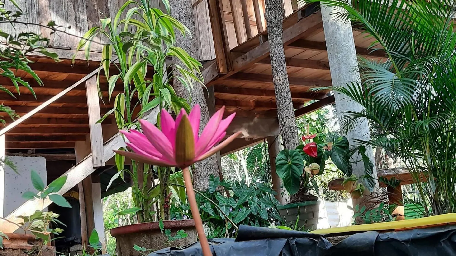 Ruk Sewana Villa Tree House Sigiriya